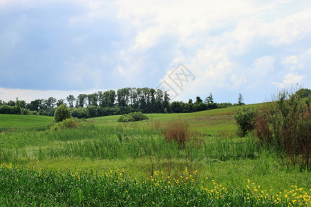 绿色的田野和蓝天与雨云图片