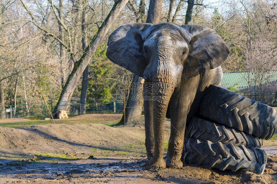 非洲大象Loxodontaafricana公牛在芥末时正图片