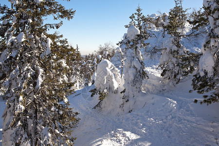 站在雪地里的树太阳照亮了树木和雪白雪皑的山顶上的白雪皑的森林白山图片