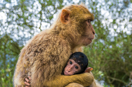 直布罗陀的两只猴子图片