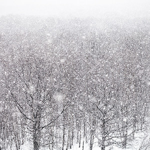 冬天的雨雪在森图片