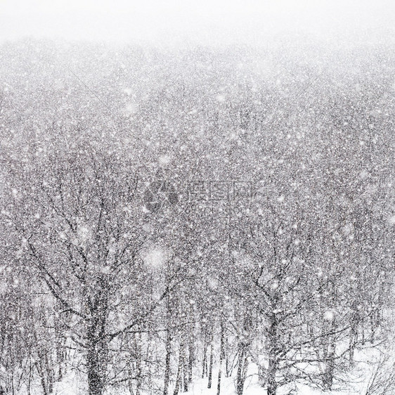 冬天的雨雪在森图片