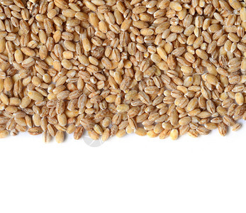 未熟的大麦谷物种图片