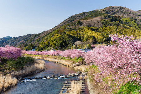 日本公园里盛开的樱花树图片