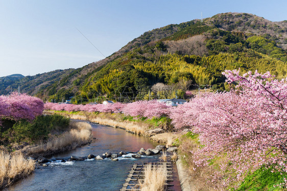 日本公园里盛开的樱花树图片