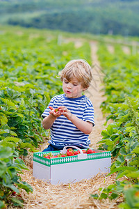 快乐的小男孩夏天在有机生物浆果农场采摘和吃草莓图片