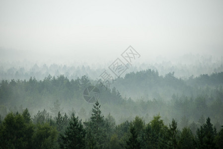 雾气弥漫的森林的全景视图图片