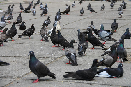 城市公园广场上的鸽子背景图片