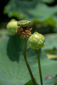 绿色莲花图片