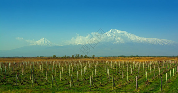 Ararat山Wineyards和Ararat山谷图片