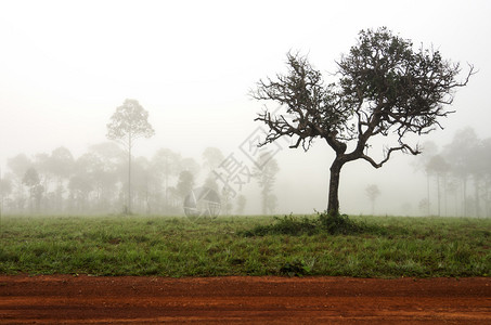树在晨雾的森林中造型精美作为背景图片