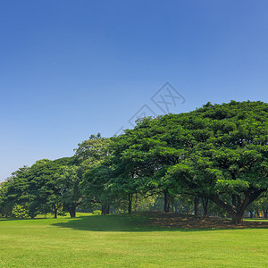 公园的树木排成一行前景图片