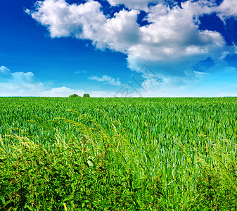 绿色的田野和蓝天云淡风轻田野和蓝天图片