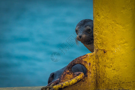 加拉帕戈斯海狮在图片