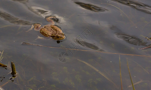 青蛙在水中游图片