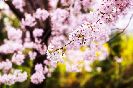 手绘花卉背景春季樱花在春光下盛开背景