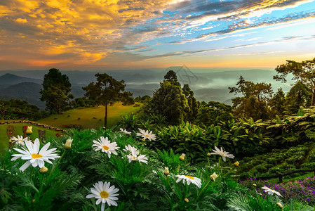 手绘花卉背景雏菊和野花的田野背景是山脉背景