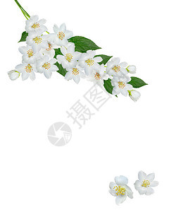 白色茉莉花枝条娇嫩的春花白色背景上的茉莉花枝图片