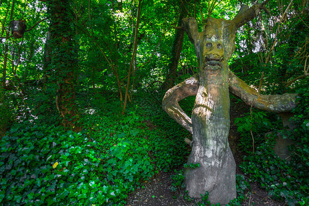 森林中树的人形图片
