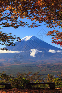 日本富士山秋季黄色图片