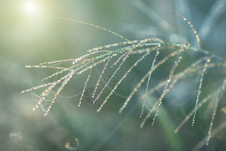 花草和阳光下的露珠图片