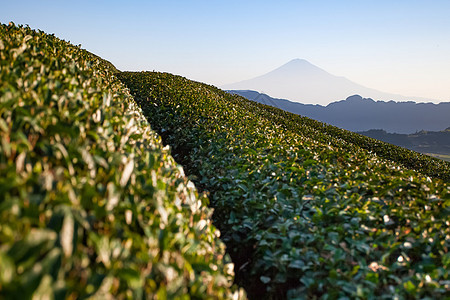 静冈县的富士山和绿茶田图片