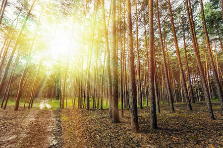 松林树木自然绿色木材阳光背景图片