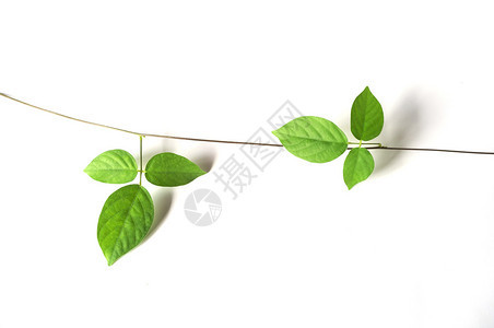 白色背景上的绿色藤蔓植物图片