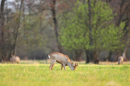 獐鹿的照片早春清晨在田野里放牧图片