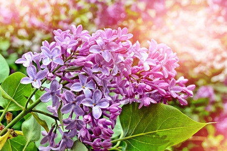 春天的风景美丽的丁香花的芬芳枝图片