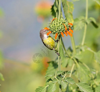 雌紫腰太阳鸟这是印度次大陆特有的太阳鸟它们体型较小图片