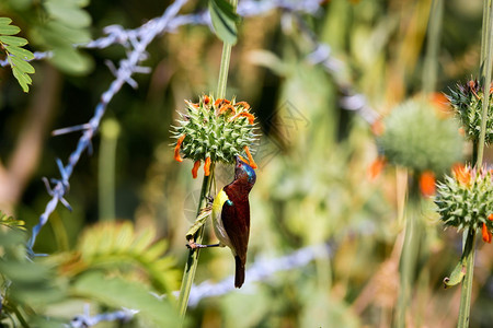雄紫腰太阳鸟这种太阳鸟是印度次大陆特有的它们体型较小图片