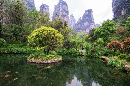 在Yangjiajie的金鞭树附近有一个小池塘图片