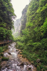 大峡谷的底部有溪流围绕小溪水的森林和图片