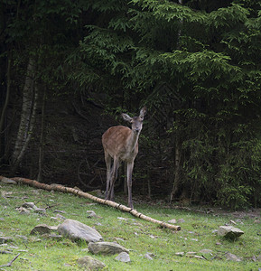 獐鹿站在森林里图片