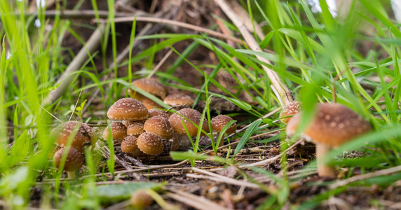 单菌毒菌野生森林菌类小菌类图片