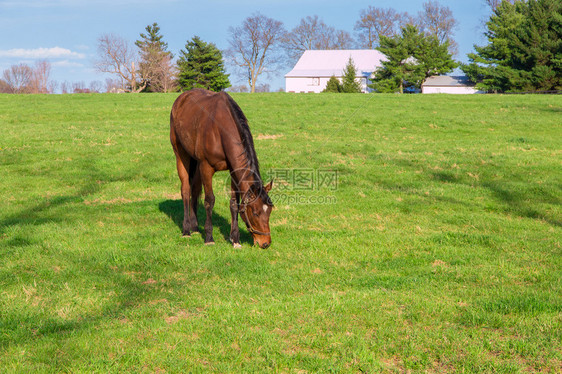 马匹在马场的绿草地上放图片