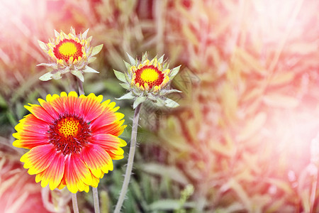 夏季风景多彩的花园朵Gailladia红色和黄色的Gail图片
