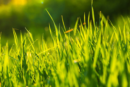 美丽的绿草背景温暖的阳光图片