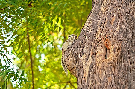 印度德里公园树上的印度棕榈松FunambuluusPal图片