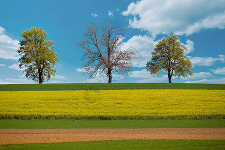 美丽的夏季乡村景观与犁过的田野曲线和小麦籽粒和黄色油菜田乡村景观春天的风景美丽的乡村色彩与蓝图片