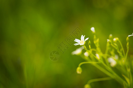 美丽的白色野生花朵开花青草花小鸡毛图片