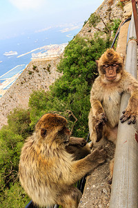 直布罗陀的猴子野生动物中的图片
