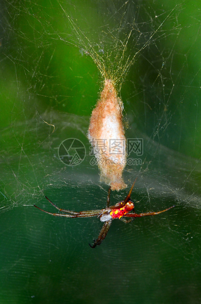 在澳大利亚昆士兰州热带北部的蜘蛛网上有一个蜘蛛婴儿窝的丝质织物Nephila图片