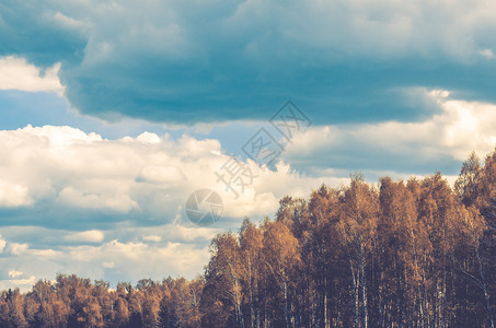 蓝天背景下的森林复古图片