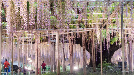 春花系列花园里的紫藤花架图片