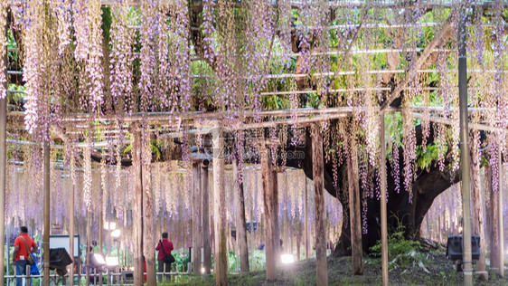 春花系列花园里的紫藤花架图片