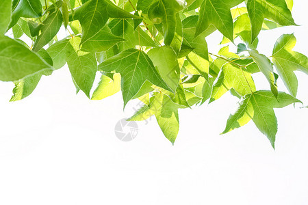 树枝上的绿色大理石叶子白色的隔离图片