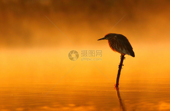 日出时的印度池塘苍鹭图片