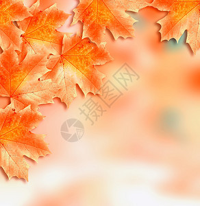 秋叶金秋多彩的秋叶背景图片